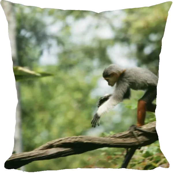Douc Langur Monkey WAT 4459 Pygathrix nemaeus © M. Watson  /  ardea. com