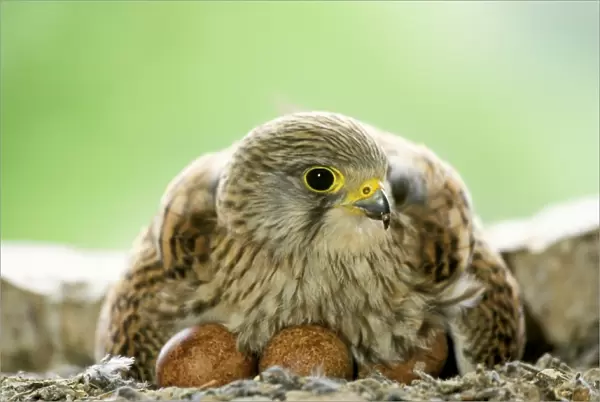 Kestrel - female at nest on eggs