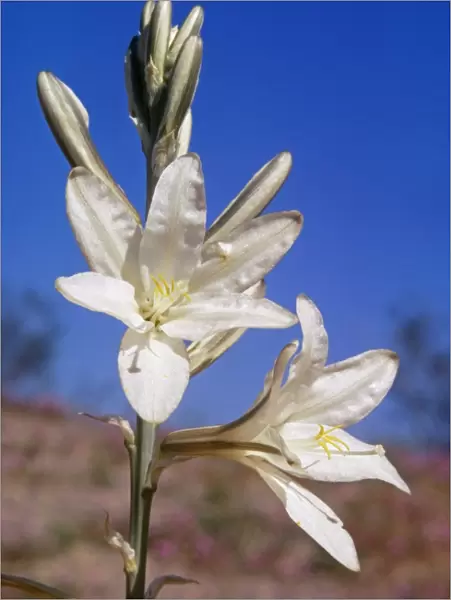 Desert Lily WW 41 Hesperocallis undulata © Wardene Weisser  /  ardea. com