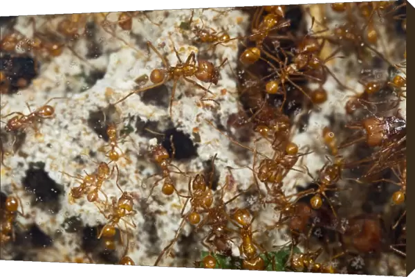 Leaf Cutter Ants - tending garden in nest - workers - From Trinidad - controlled conditions 14930