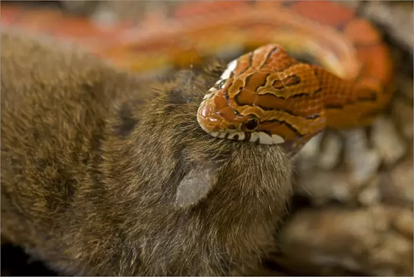 Corn Snake - eating Mouse - controlled conditions - USA