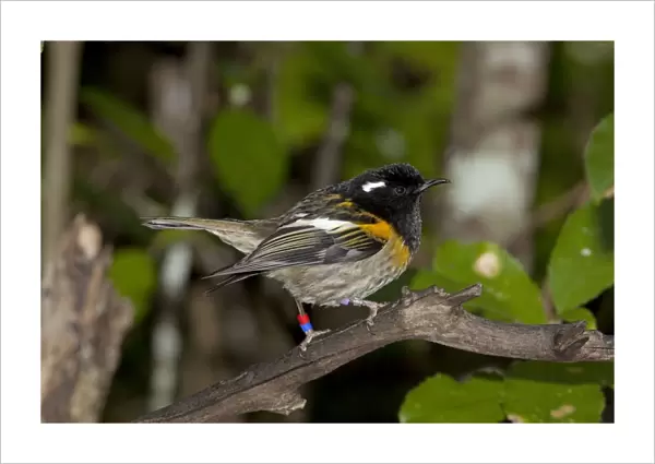 Stitchbird  /  Hihi - male - Tiritiri Matangi Island - Hauraki Gulf - New Zealand