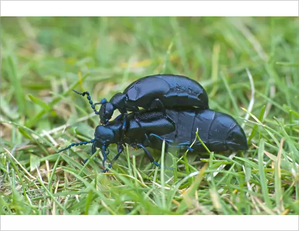 Oil Beetles - Cornwall - UK