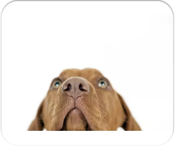 DOG - Hungarian vizsla puppy (close up of nose)