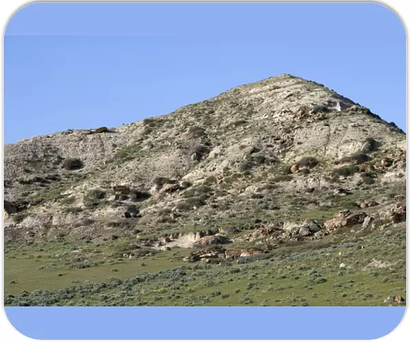 GEOLOGY: K-T boundary site The photo depicts a hill near the town of Sussex, north of Casper, Wyoming, USA. The KT boundary layer is located on top of the grey sediments near the base of the hill
