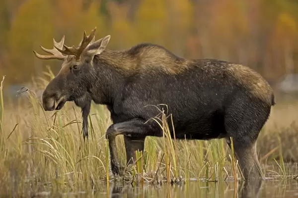 Moose - young bull male - Tupper Lake - Adirondack Mountains - New York - USA