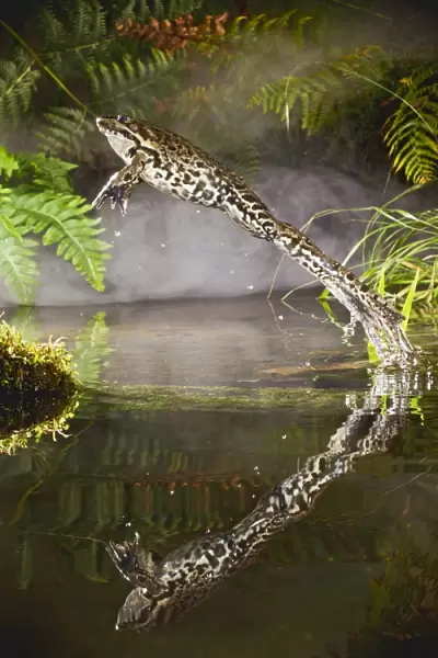 Marsh Frog - jumping from misty pond - controlled conditions 14929