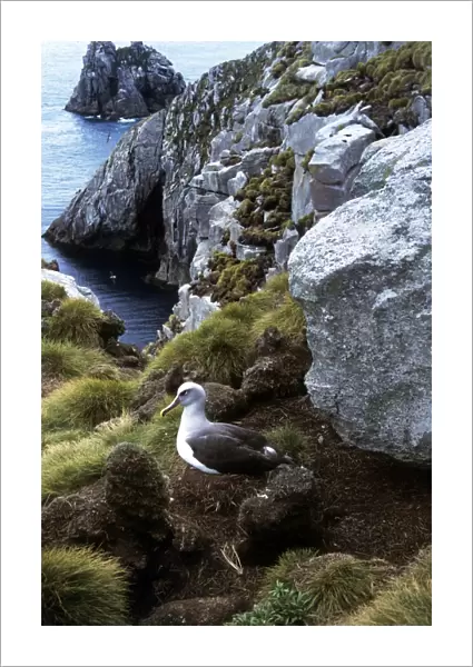 Buller's Albatross - Nesting - Snares Island - New Zealand