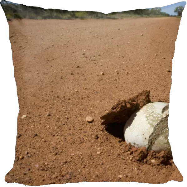 Toadstool - pushed up the road surface on an outback road in Northern Territory, Australia