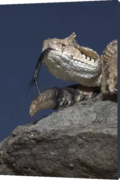 Sonoran Desert Sidewinder  /  Horned Rattlesnake - Arizona USA