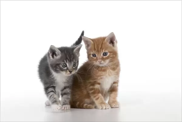 Cat - Ginger and Grey Tabby kittens
