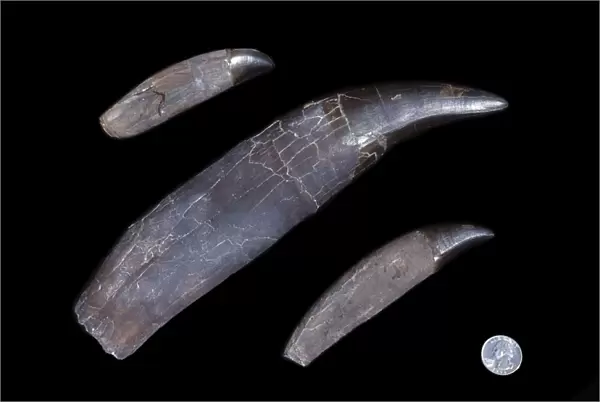 Dinosaurs - Theropods - Tyrannosaurus rex teeth Teeth of the T rex named 'STAN'; middle tooth is 29 cm long (11 1 / 2 in. ) From the Collections of the Black Hills Institute of Geological Research, Hill City, South Dakota