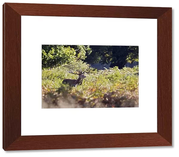 Red Deer - Stag roaring in bracken - Richmond Park UK 14948