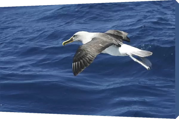 Buller's Albatross - in flight - East coast of Tasmania, Australia