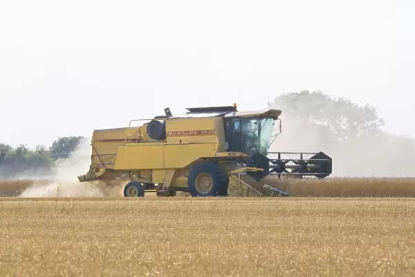 Farming - Combine Harvester - Wheat harvest - Norfolk - UK