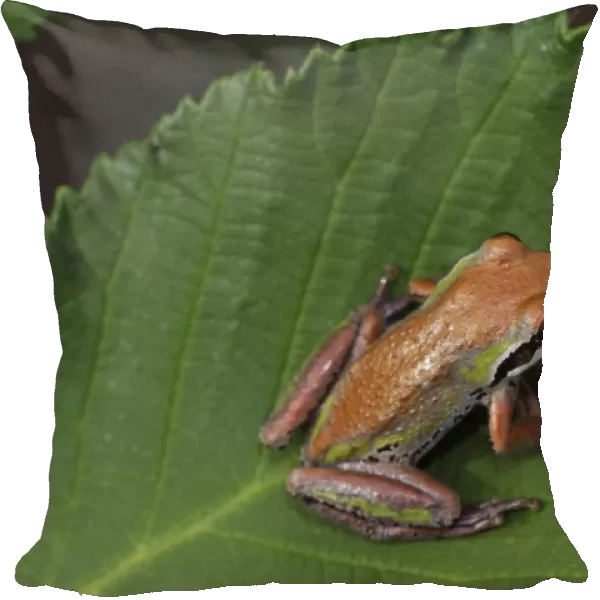 Pacific Chorus Frog - Oregon - USA