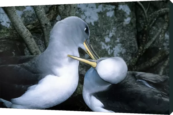 Southern Buller's Albatross - mutual preening to maintain pair bond at incubation changeover