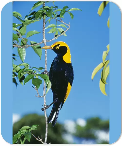 Regent Bowerbird HB 3770 Male, an avenue builder found in Northern New South Wales & Southern Queensland. Sericulus chrysocephalus © Hans & Judy Beste  /  ardea. com