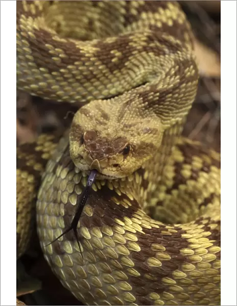 Black-tailed Rattlesnake - smelling or tasting the air with its tongue - Chiricahua Mountains - Arizona - USA - Distribution: Texas -New Mexico and Arizona into central Mexico