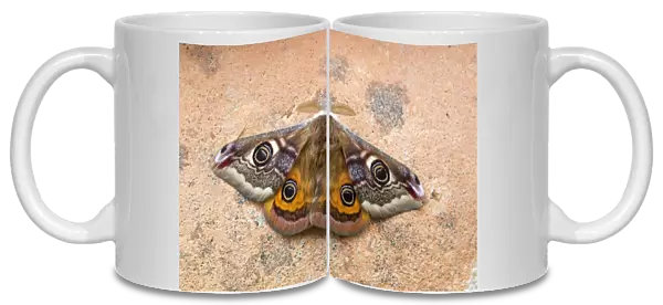 Emperor Moth - male - UK