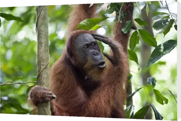 Sumatran Orangutan - North Sumatra - Indonesia - *Critically Endangered