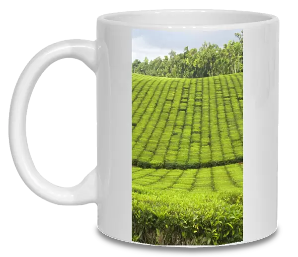 Tea Plantation - brightly green tea bushes stretch over a hilly landscape. Because of their even cut, they form a symmetric pattern - Atherton Tablelands, Queensland, Australia