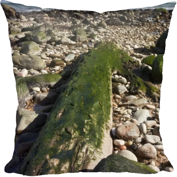 Well-preserved fossil forest - from c. 4000 years ago of Atlantic White Cedar - (Chamaecyparis thyoides) on the beach at Montauk Point - Long Island - NY - USA