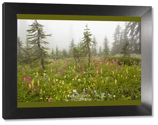 Spectacular summer alpine flowers including Magenta Paintbrush Castilleja parviflora, Lupins (lupines) and louseworts, in the mist on Mount Rainier National Park, Washington, USA, North America