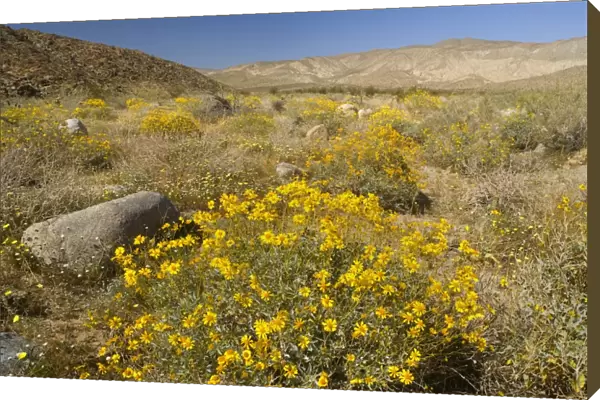 Brittlebush and Desert Dandelions (Malacothrix glabrata) - Anza Borrego Desert State Park - California - USA