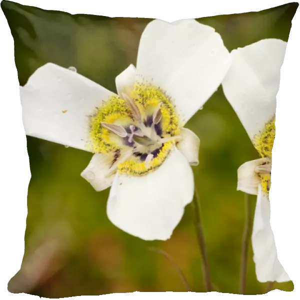 Mariposa Lily - near Crested Butte, The Rockies, Colorado, USA, North America