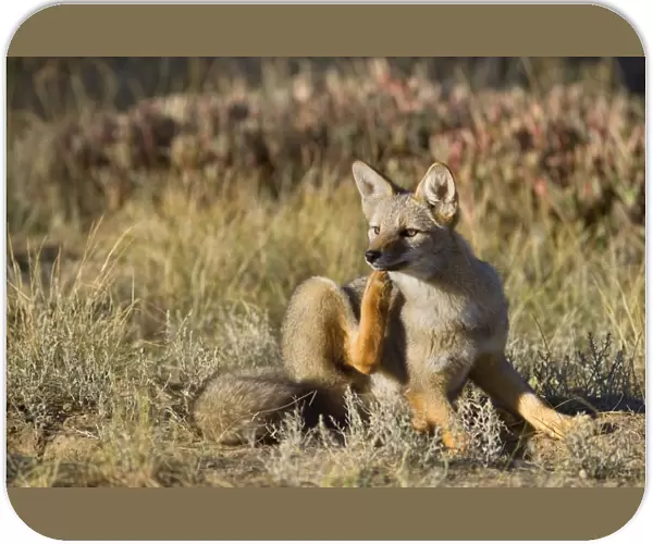 Patagonian Fox  /  Argentine Gray Fox  /  Argentine Grey Fox  /  South American Gray Fox  /  South American Grey Fox  /  Chilla - young fox lying in the pampa scratching itself behind the ears - Reserva Faunistica Peninsula Valdes - UNESCO World Heritage Site