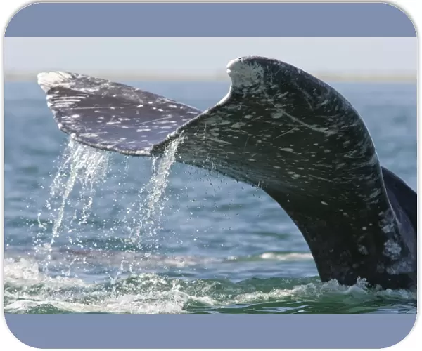 Grey  /  Gray Whale - lobtailing - San Ignacio Lagoon - Baja California - Mexico