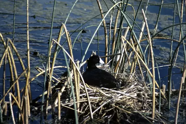 American Coot - on nest