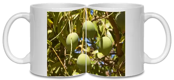 Australian Kensington Mango - immature mango fruits hanging in the trees - around Darwin, Far North, Northern Territory, Australia