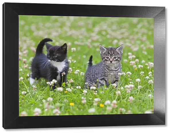 Cat - two kittens on lawn - Lower Saxony - Germany