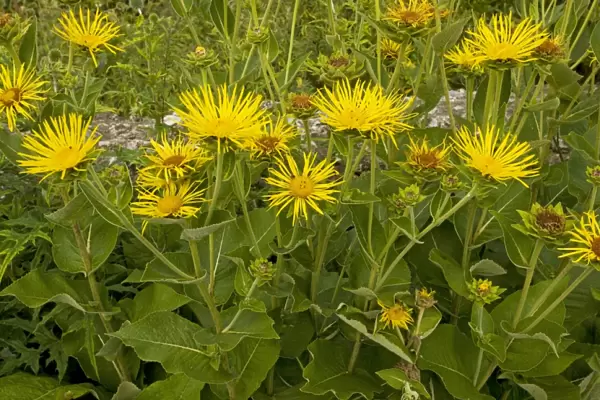 Elecampane - growing in garden; used as a medicinal and ornamental plant. Dorset