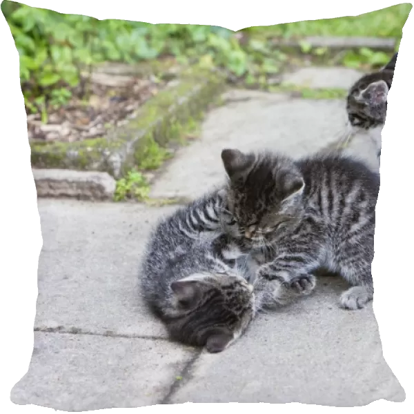 Cat - three kittens playing in garden - Lower Saxony - Germany