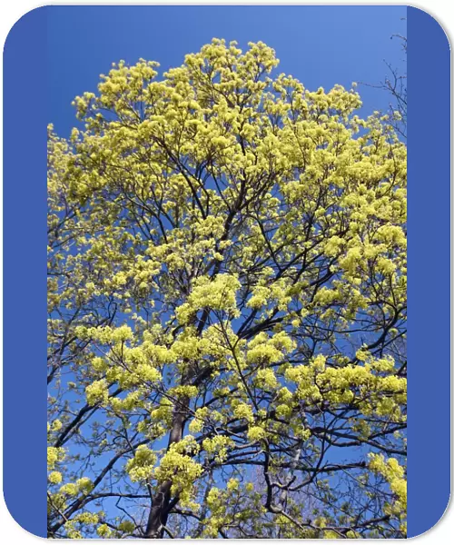 Norway Maple - tree in flower - springtime Hessen - Germany
