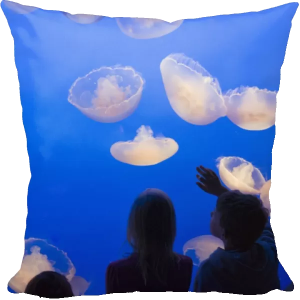 Moon Jellyfish - Children looking at jellyfish - Monterey Bay Aquarium - CA - *Captive