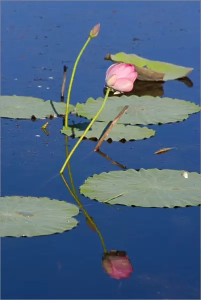 Lotus Lily - bloom and leaves on a calm pond. The water is so calm that it produces a perfect reflection of the beautiful pink coloured flower - Fogg Dam, Northern Territory, Australia