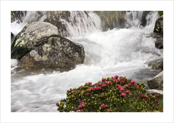 Alpenrose - in flower by an alpine stream - Engadin valley - Switzerland