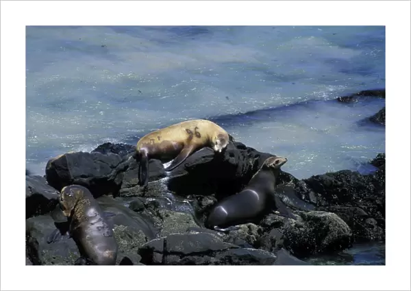32367. SE-1087. California Sea Lion - branded female studied by researchers
