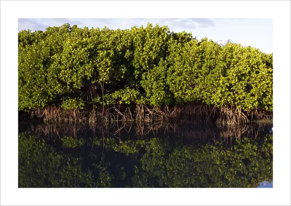 Red Mangroves - Queensland - Australia