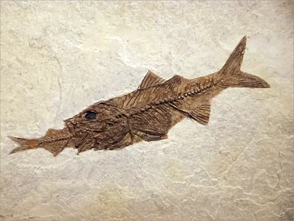 Fossil perch Mioplosus eating a herring Knightia. Green River formation Eocene Wyoming