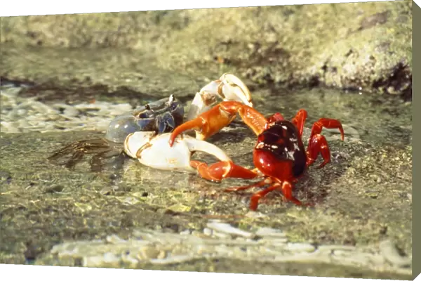 Blue Crab - preying on Red Crab (Gecarcoidea natalis) - Christmas Island - Indian Ocean (Australian Territory)