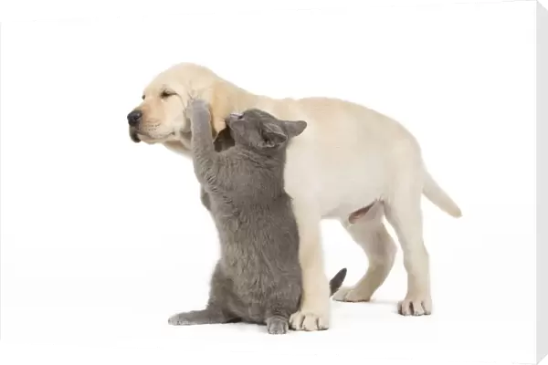 Dog and Cat - Yellow Labrador puppy with Chartreux kitten