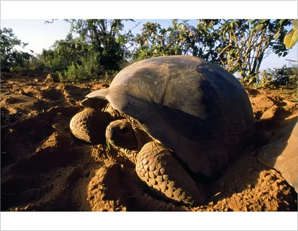 Giant Tortoise - Alcedo Volcano - Isabela Island - Galapagos Islands
