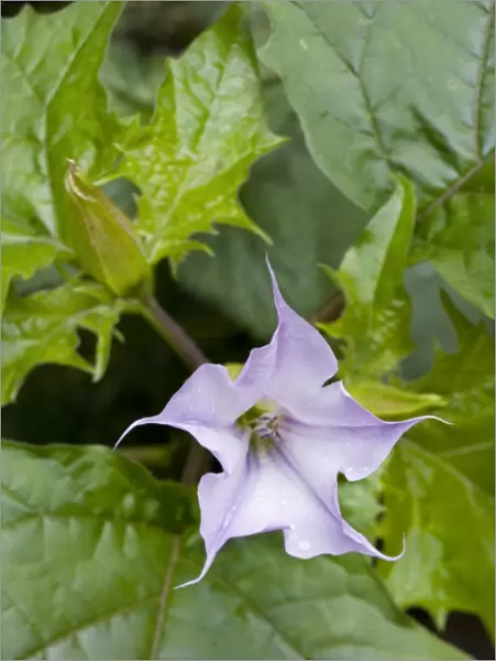 Thorn Apple of Jimson Weed of Datura