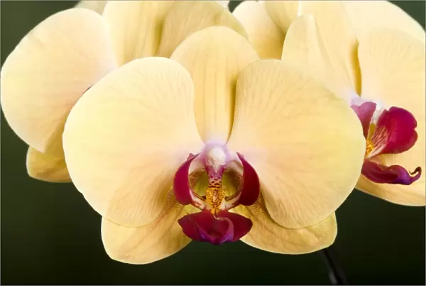 Orchid - Phalaenopsis Yellow beauty Orchid - Asia