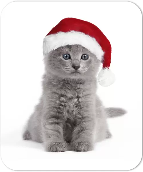 Cat - Nebelung kitten wearing Christmas hat Digital Manipulation: Hat (Su)